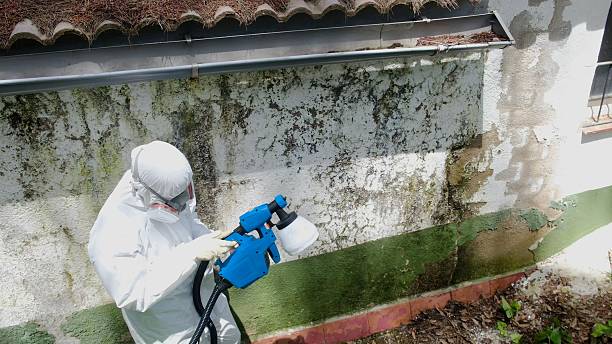 Top rated local Attic Mold Remediation specialists in Caledonia, MN